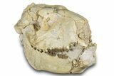 Fossil Oreodont (Merycoidodon) Skull - South Dakota #285131-9